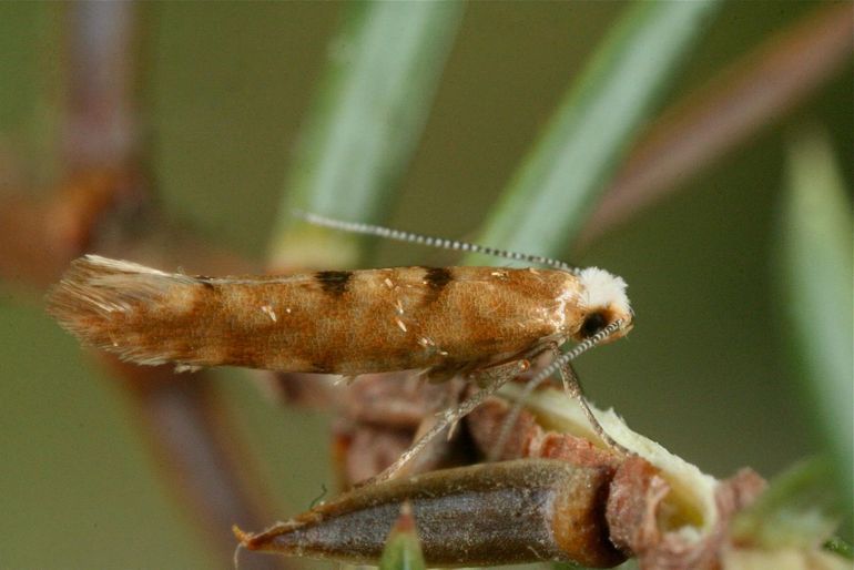 The lead photo is A. sabinae, this one is A. reticulata. It's easy to see where the confusion comes from