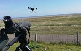 Laura Govers dronetelling kustbroedvogels
