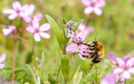 Mannetje zwarte sachembij in Kwintelooijen