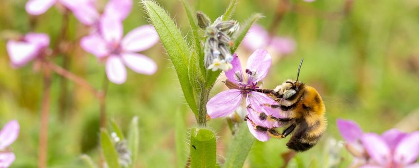 Mannetje zwarte sachembij in Kwintelooijen