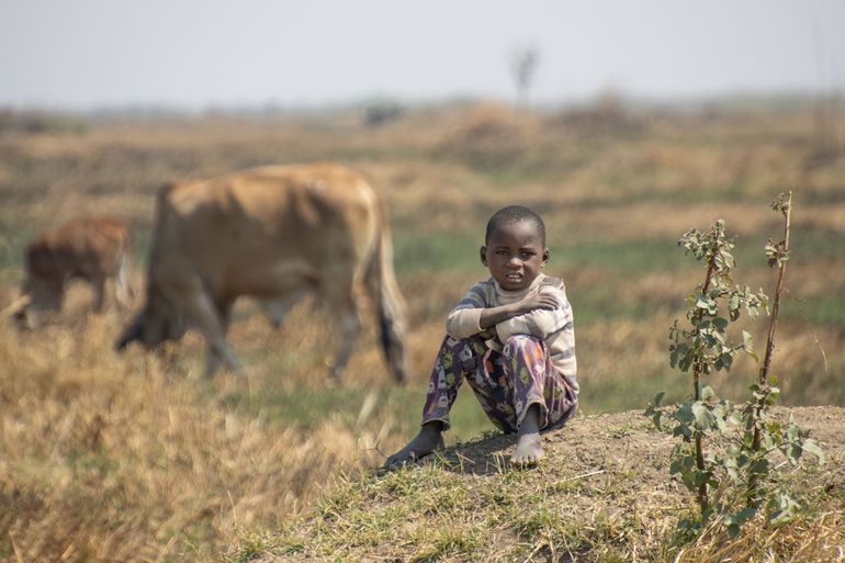 Jongetje let op zijn koeien in het droge Zambia