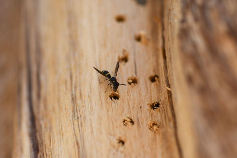 Sommige bijen en wespen overwinteren in de insectentotems