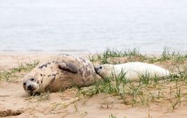 Grijze zeehond met pup, bijgesneden