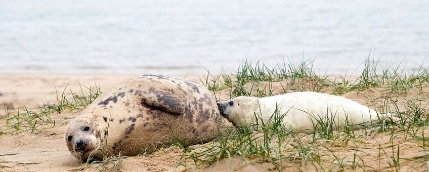 Grijze zeehond met pup, bijgesneden