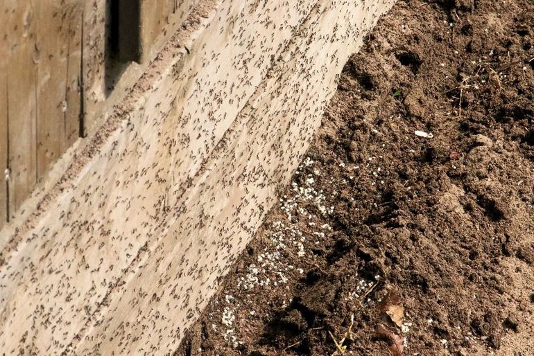 Duizenden werksters en larven van het mediterraan draaigatje in een tuin