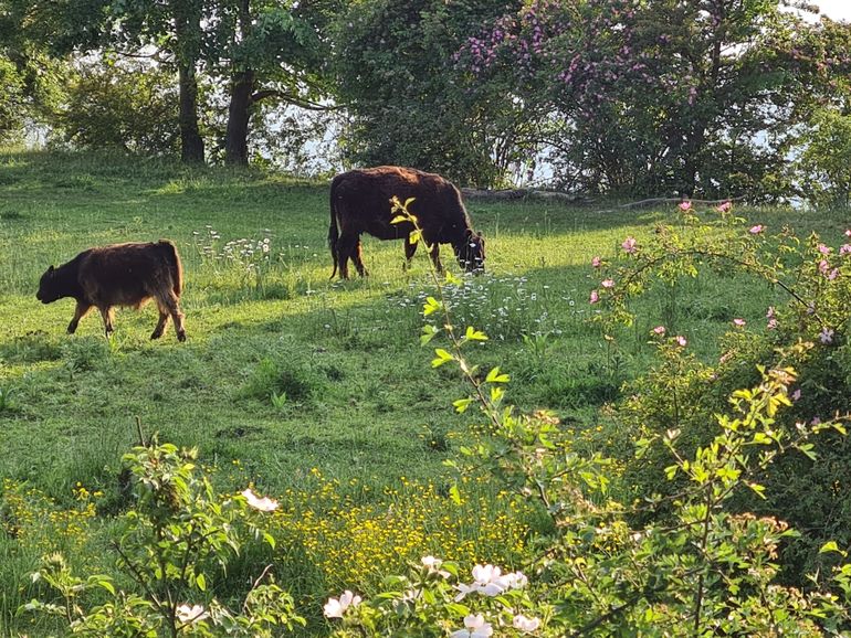 Grote grazers bij bloeiende hondsroos