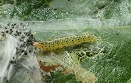 Vijgenskeletteermot, Choreutis nemorana