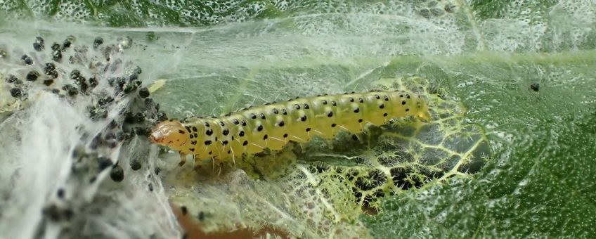 Vijgenskeletteermot, Choreutis nemorana