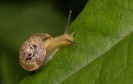 Hygromia cinctella, Gekielde loofslak