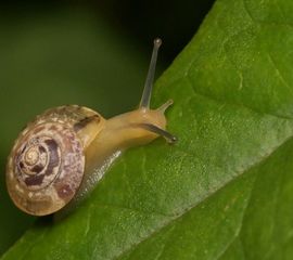 Hygromia cinctella, Gekielde loofslak