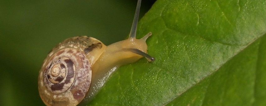 Hygromia cinctella, Gekielde loofslak