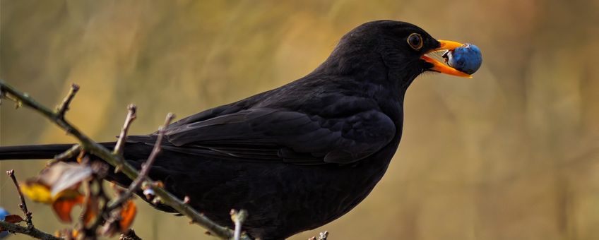 Nature Today | de in jouw tuin?