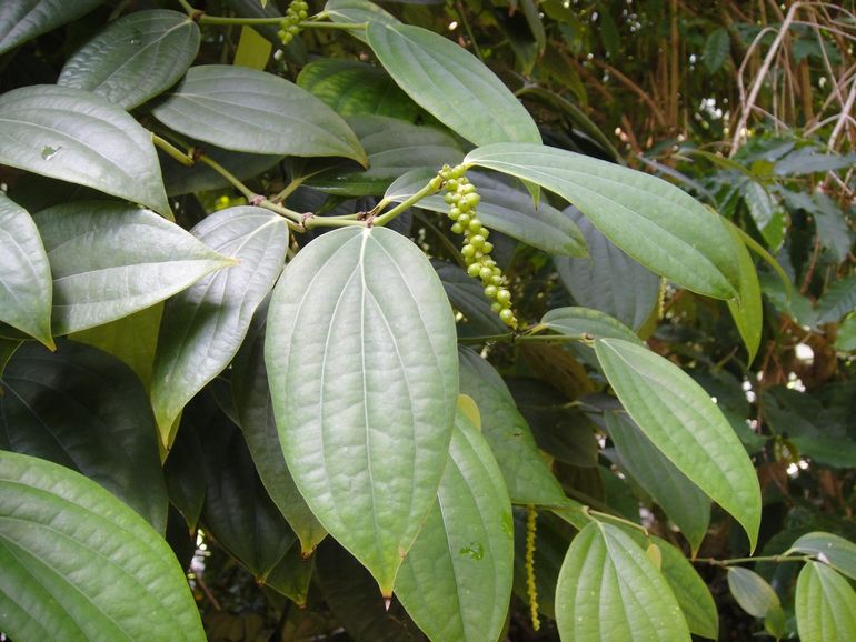 Zwarte peper