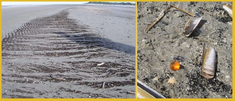 Vooral in 'bruine banken' is de kans op barnsteenvondsten aanwezig. Rechts: een klein steentje gevonden op Ameland. Als de zon erop schijnt valt het eigenlijk best snel op