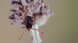 Reuzenteek (Hyalomma marginatum)