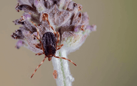 Reuzenteek (Hyalomma marginatum)