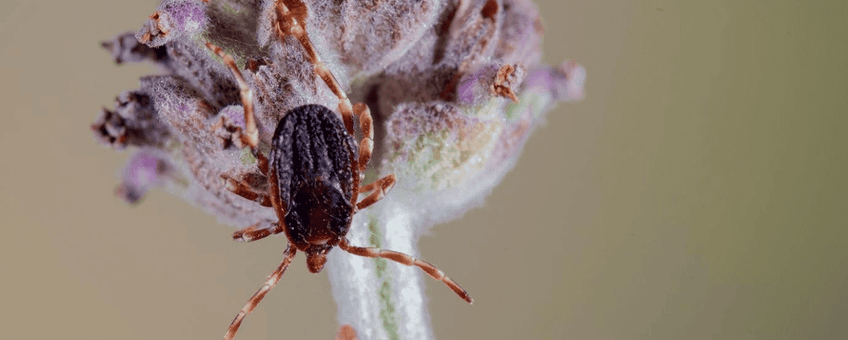 Reuzenteek (Hyalomma marginatum)