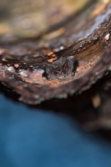 Ook de ruimte achter boomschors kan door verschillende soorten vleermuizen gebruikt worden als verblijfplaats. Sommige soorten, zoals deze mopsvleermuizen, hebben zelfs kraamkolonies achter boomschors. De eerste kraamkolonie van deze soort in Nederland is ontdekt in 2023 in Gelderland