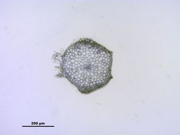 Doorsnede van een stengel die laat zien dat er geen vaatbundels aanwezig zijn, een belangrijk onderscheidend kenmerk van mossen ten opzichte van varens en bloeiende planten