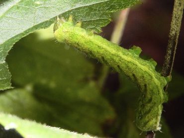De rups van de agaatvlinder is meestal groen, maar er komen ook bruine vormen voor