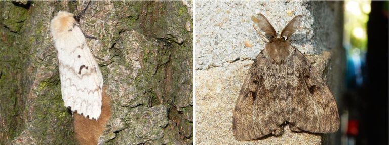 Plakker, links het vrouwtje dat bezig is eitjes af te zetten die bedekt worden met bruine haren, rechts een mannetje met opvallend geveerde voelsprieten