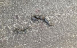 (mogelijke) wolvendrol op Planken Wambuis, december 2025