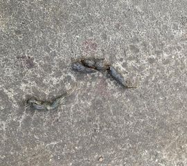 (mogelijke) wolvendrol op Planken Wambuis, december 2025