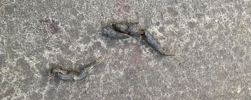 (mogelijke) wolvendrol op Planken Wambuis, december 2025