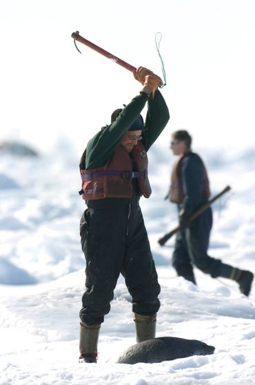 Een Canadese zeehondenjager staat klaar om een zeehondenjong te doden met een hakapik: een knuppel met een hamerkop en haak