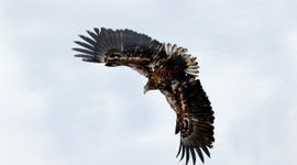 Haliaeetus albicilla. Zeearend. juvenile