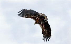Piet Munsterman Haliaeetus albicilla. Zeearend. juvenile Saxifraga