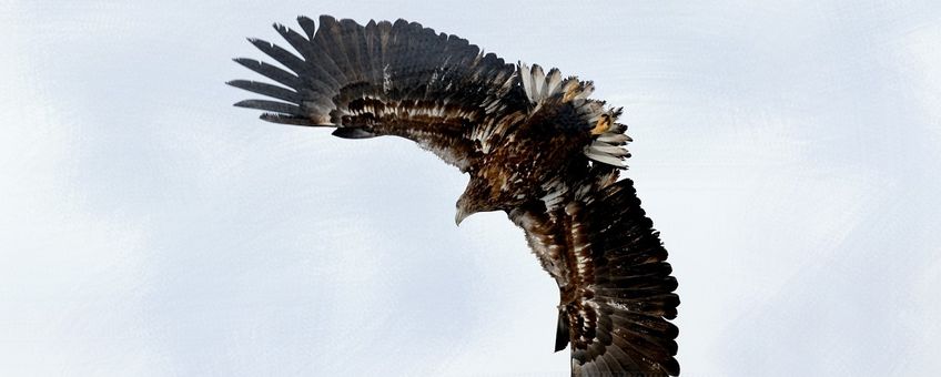 Haliaeetus albicilla. Zeearend. juvenile Saxifraga