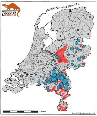 Aantal gehouden varkens per gemeente (blauwe bolletjes, bron CBS) en de aanwezigheid van wilde zwijnen in Nederland (rode stippen). Langs de westelijke Veluwe en in Oost-Brabant/Midden-Limburg liggen varkenshouderijen in actueel zwijnenleefgebied