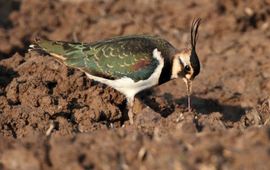 Kievit trekt voorzichtig een worm uit de grond