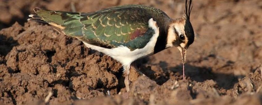 Kievit trekt voorzichtig een worm uit de grond