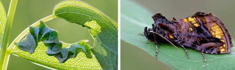 Rups en vlinder van de akelei-uil