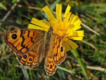 Bij het vrouwtje van de argusvlinder ontbreekt de brede, donkere geurstreep op de vleugels