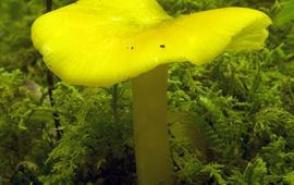 Nederlandse Mycologische Vereniging Wasplaat uit Smoky Mountains Tennessee