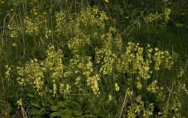 Primula elatior. Slanke sleutelbloem