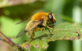 De gele fophommel (Sericomyia superbiens), een zweefvlieg uit de Rode Lijstcategorie Bedreigd.