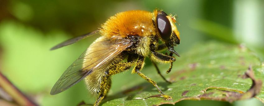 De gele fophommel (Sericomyia superbiens), een zweefvlieg uit de Rode Lijstcategorie Bedreigd.