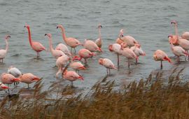 Flamingo's overwinterend in Grevelingen