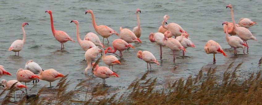 Flamingo's overwinterend in Grevelingen