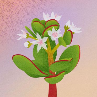 Boomvetblad (Crassula arborescens)