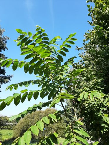 Tak van de Japanse walnoot in een tuin