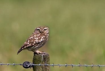 Steenuilen zijn klein maar luidruchtig