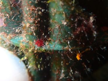 Diadema sea urchin settler (approximately 0.5 millimetres) on a bio ball, one of the settlement substrates studied
