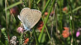 gentiaanblauwtje - primair