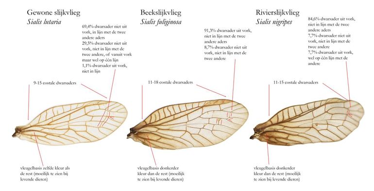 In de vleugels van slijkvliegen zitten ook belangrijke kenmerken om ze te herkennen. De vleugelkenmerken van de Nederlandse soorten staan hier op een rij