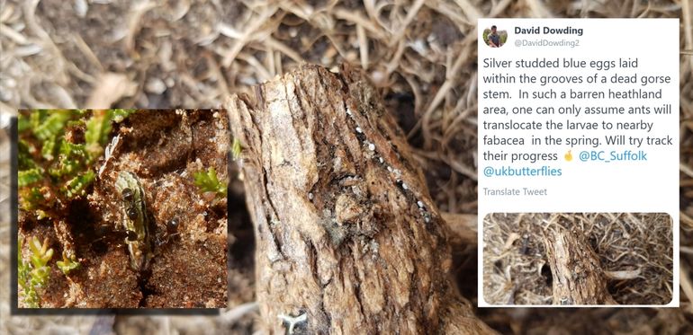 Foto van de eitjes in de spleet van een boomstronk met als inzetjes de tweet en een rups van heideblauwtje met mieren